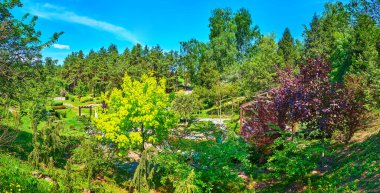 Sarı Princeton Altın Akçaağaç, koyu kırmızı akçaağaç ve diğer ilginç bitki ve ağaçlarla Japon Rodzi Çay Bahçesi Panoraması, Kyiv Botanik Bahçesi, Ukrayna