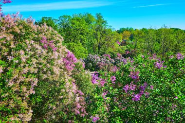 Tepe, çiçek, Kyiv, Ukrayna 'da Hryshko Botanik Bahçesi' nin yemyeşil alanını Sirenyum (leylak bahçesi) ile gözlemler.