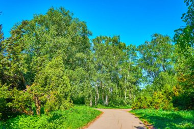 Yemyeşil huş ağaçları, eşkıyalar, ardıçlar ve diğer türler Ukrayna 'daki Kyiv Botanik Bahçesi' nin etrafını sardılar.