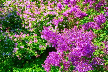 Hryshko Botanik Bahçesi, Kyiv, Ukrayna 'daki parlak mor çiçek tomurcuklarının yakın çekimi