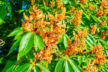 Baharda parlak yeşil yapraklar ve güzel sarı buket çiçekleri (Aesculus flava), Kyiv Botabical Garden, Ukrayna