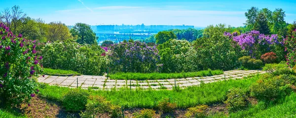 乌克兰的植物园观景台全景 背景为五彩缤纷的紫丁香 高大的绿树和基辅天际线 — 图库照片