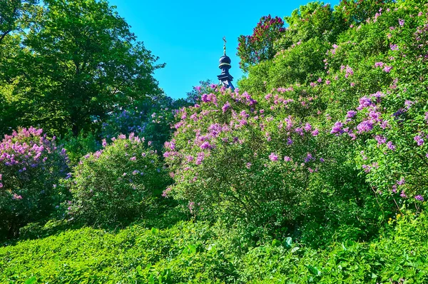 Colina Del Jardín Botánico Está Cubierta Matorrales Lilas Florecientes Kiev — Foto de Stock