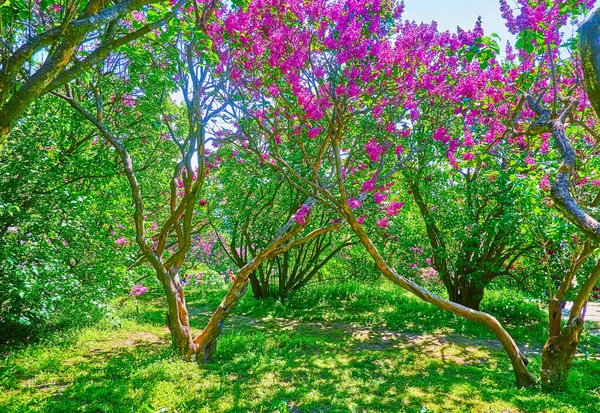 Claro Sombreado Con Hierba Verde Lilas Florecientes Jardín Botánico Kiev —  Fotos de Stock
