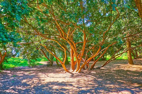 Tronco Curvo Espalhado Com Ramos Árvore Zimbro Velha Jardim Botânico — Fotografia de Stock
