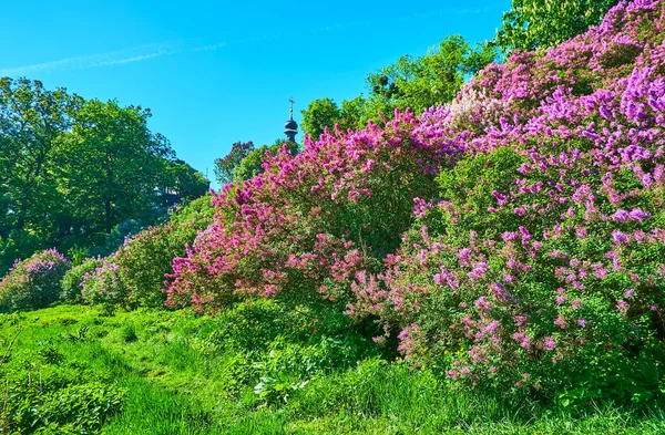 Syringarium Jardim Lilás Jardim Botânico Hryshko Com Área Montanhosa Coberto — Fotografia de Stock