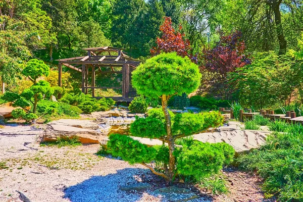 Pabellón Madera Callejones Piedra Pequeños Pinos Del Jardín Rodzi Japonés —  Fotos de Stock