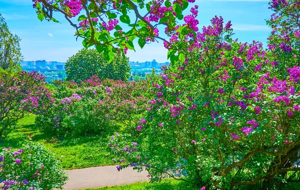 Primavera Mejor Temporada Para Visitar Jardín Botánico Kiev Disfrutar Colección — Foto de Stock