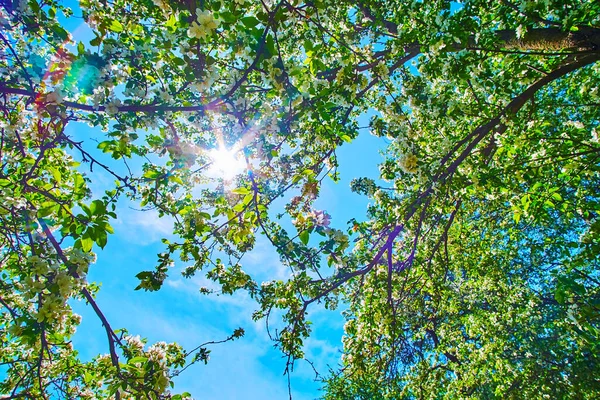 Cielo Soleado Azul Brillante Través Las Ramas Florecientes Manzana Con —  Fotos de Stock