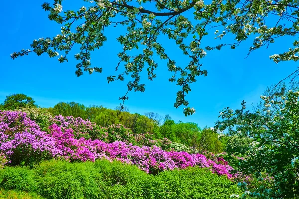 Enjoy Walk Kyiv Botanical Garden View White Apple Blossom Colorful — Stock Photo, Image