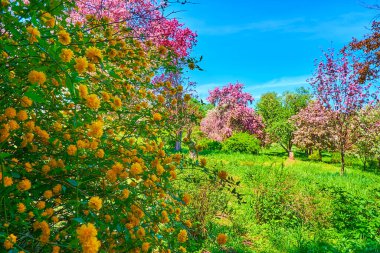 Ukrayna 'nın Kyiv Botanik Bahçesi' ndeki beyaz ve pembe çiçek açan meyve ağaçlarının arasında çiçek açan Japon kerria (Japon gülü) çalısı.