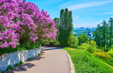 Dar yol, Hryshko Botanik Bahçesi, Kyiv, Ukrayna 'nın parlak mor çiçek açan leylakları boyunca uzanıyor.