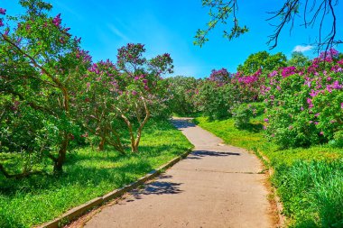 Sokak renkli çiçeklerle ve yemyeşil çimlerle çevrili, Kyiv Botanik Bahçesi, Ukrayna