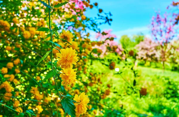 乌克兰基辅植物园果园中的日本玫瑰 Jpanese Kerria 明亮的黄色花朵的特写 — 图库照片