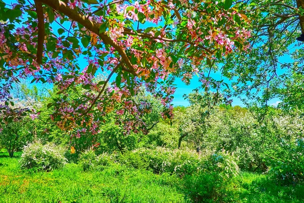 乌克兰基辅植物园 开满了春天的果园 长满了植物和灌木 开满了粉色和白色的花 — 图库照片