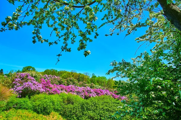 Vista Las Brillantes Lilas Flor Desde Huerto Manzanas Del Jardín — Foto de Stock