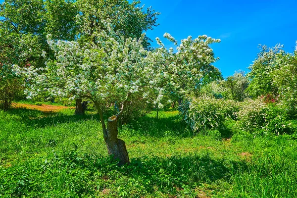 乌克兰基辅植物园 在春天的果园里 漫步在绿茵的草坪上 观赏着盛开的树木和灌木 — 图库照片