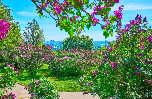 Disfrute Del Paseo Primavera Medio Las Lilas Florecientes Diferentes Colores — Foto de Stock