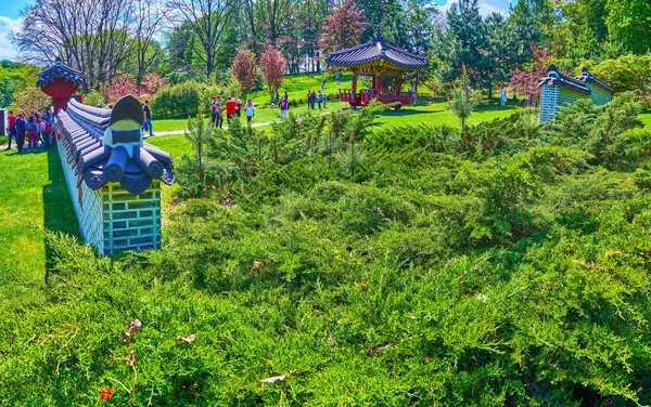 The lush green Korean Traditional Garden with thickets of juniper shrubs, green lawn, wooden Pagoda and brick fence, Kyiv Botanical Garden, Ukraine