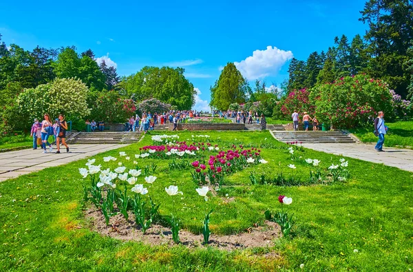 Kyiv Ucrania Mayo 2021 Los Macizos Flores Con Tulipanes Florecientes — Foto de Stock