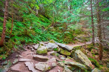 Günümüzde kozalaklı ormanlar, Dzembronia, Karpatya dağları ve Ukrayna ile kaplanmış eski talus yamacının büyük kayaları ile orman patikası.