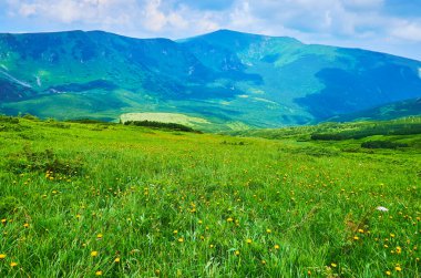 Chornohora Dağları 'ndaki dağ vadisinde çiçek açan karahindibalar, Karpatlar, Ukrayna