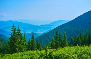 Chornohora Sıradağları, Dzembronia, Karpatya Dağları, Ukrayna 'nın Subalpine bölgesindeki kozalaklı kozalaklı ormanın keyfini çıkarın.