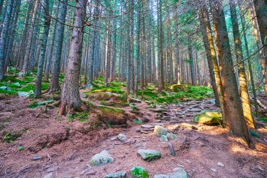 Dağ yamacında, Dzembronia 'da, Karpat dağlarında, Ukrayna' da yetişen eski uzun tarla ağaçlarının devasa gövdeleri.