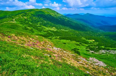 Smotrych Dağı 'nın kolları yeşil bitkiler ve çiçek açan pembe Rhododendron mercanları, Chornohora Dağları, Karpatlar, Ukrayna