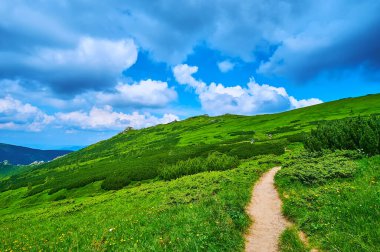 Otlar, kır çiçekleri, çam çalıları, Kartaca Dağları, Karpatlar ve Ukrayna ile yemyeşil Alp Tundra bitkilerinin keyfini çıkarın.