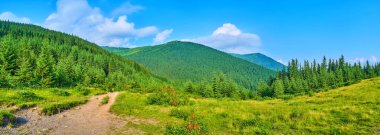 Dağ, kozalaklı yamaç boyunca yürür Smotrych Dağı, Dzembronia, Karpat Dağları, Ukrayna