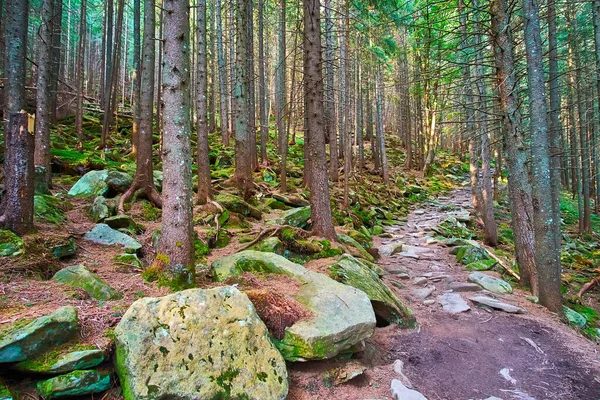 山の中の日陰のカラマツの森の苔で覆われた大きな岩 Dzembonia カルパティア ウクライナ — ストック写真