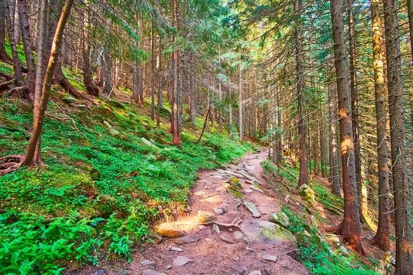 狭い岩の歩道は 深い針葉樹林の険しい山の斜面に沿って実行されます Dzembonia カルパティア山脈 ウクライナ — ストック写真