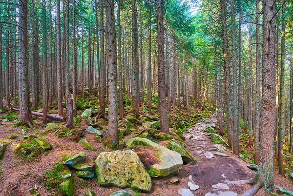 背の高いカラマツの木と絵のように美しい山の森 岩場に成長 Dzembonia カルパチア山脈 ウクライナ — ストック写真