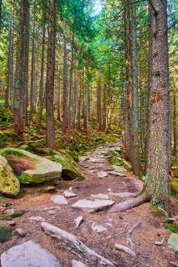 Dzembronia, Carpathian dağları ve Ukrayna 'nın dar kayalık yolu ile derin tarla ormanı boyunca uzanan Chornohora Dağları' na yürüyüş.