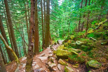 Talus yamacı, yeşil yosun ve uzun gölgeli tarla ormanlarıyla kaplı, Dzembronia, Karpatya dağları, Ukrayna