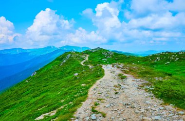 Alp Tundra bölgesinin kötü bitki örtüsü, Pip Ivan Dağı, Chornohora Dağları, Karpatlar, Ukrayna