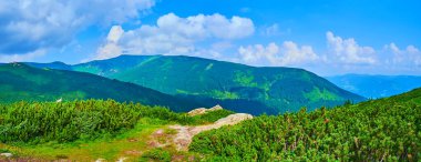 Eared Stone Dağı, Karpatlar ve Ukrayna 'nın yamacında çam ağaçları olan panoramik dağ manzarası.