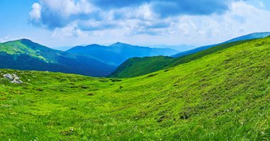 Alp Tundra bölgesi, Karpatlar ve Ukrayna 'nın yeşil otları ve kır çiçekleri ile Chornohora Dağları' nın bitki örtüsünü keşfedin.