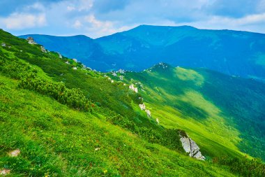 Kulak Taşı Dağı 'nın dik yamacında otlar ve Alp Tundra bölgesinin alçak bitkileri, Karpatlar, Ukrayna