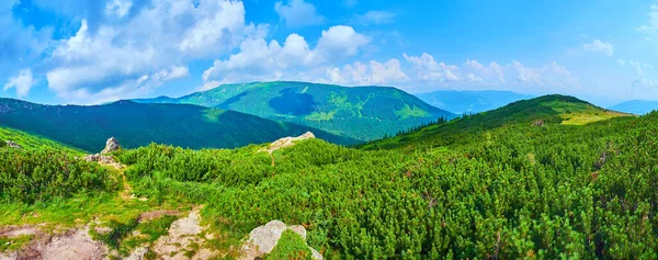Панорама Схилом Гірського Каменю Вкрита Сосновими Чагарниками Альпійської Тундри Карпати — стокове фото