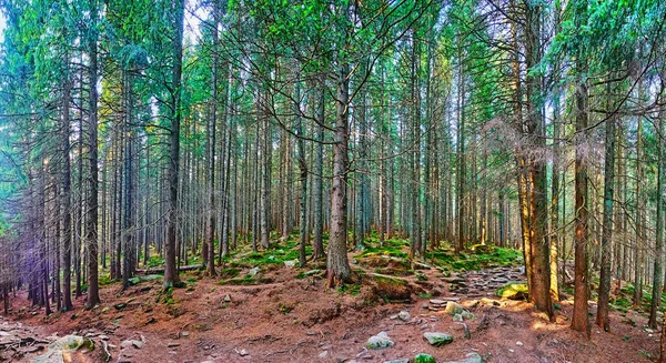 背の高い木と日陰のカラマツの森のパノラマ スモートリッヒ山の斜面に成長 Dzembonia カルパティア山脈 ウクライナ — ストック写真