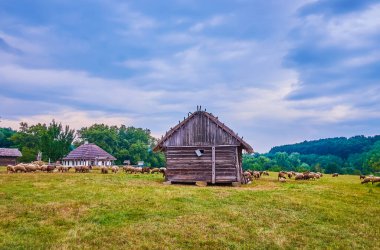 Kazak Köyü Scansen 'de güzel bir akşam. Eski kereste evleri ve otlayan koyun sürüsüyle. Ukrayna' nın Stetsivka köyü.