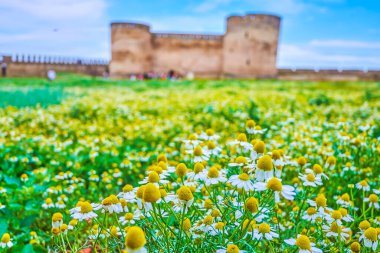 Akkerman Kalesi 'ndeki çiçek açan çayır, Bilhorod-Dnistrovskyi, Ukrayna