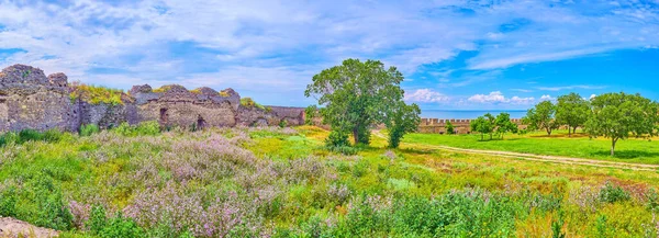 Panorama Met Hoge Grassen Wilde Bloemen Langs Ruïnes Van Middeleeuwse — Stockfoto