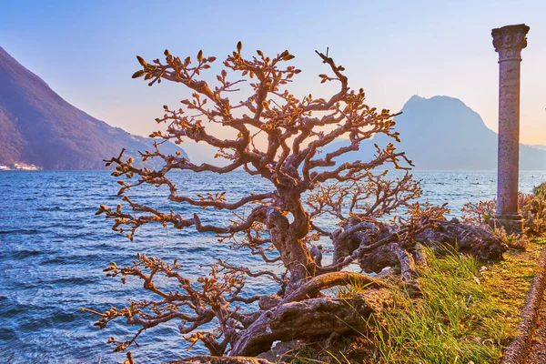 Lugano Gölü kıyısındaki ağaç manzaralı Villa Heleneum Parkı, Luhgano, İsviçre