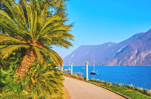 İsviçre 'nin Lugano şehrindeki Lugano Gölü kıyısındaki Villa Heleneum Parkı' ndaki Akdeniz bitkileri.