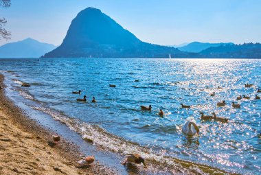 Lugano Gölü 'nün sularındaki vahşi kuşlar İsviçre' nin Parco Ciani sahilinde.