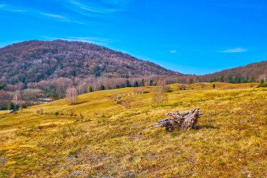 The dry spring landscape of Alpe Vicania montane meadow with small yellow grasses, Vico Morcote, Switzerland