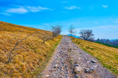 İzler, Alpe Vicania Montane Çayırı, Vico Morcote, İsviçre 'deki kuru sarı otlar ve küçük ağaçların arasından geçiyor.